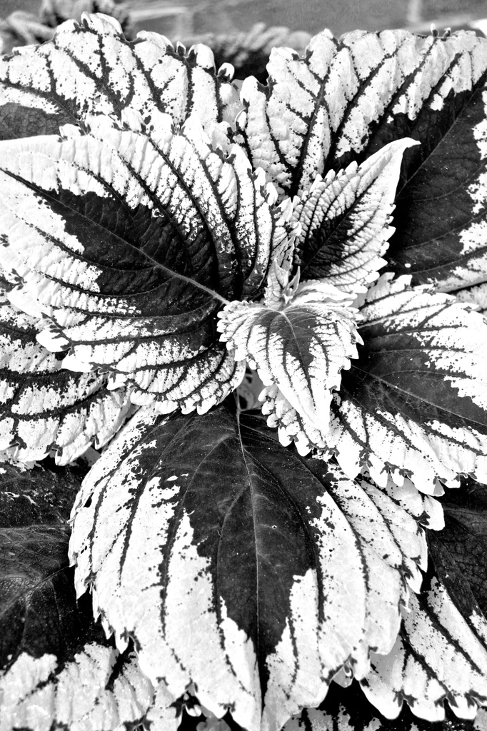 Snowy coleus by randystreat