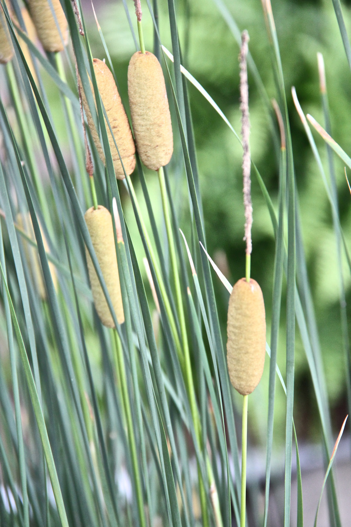 Cattails by randystreat