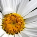 Dizzy Daisy by daffodill