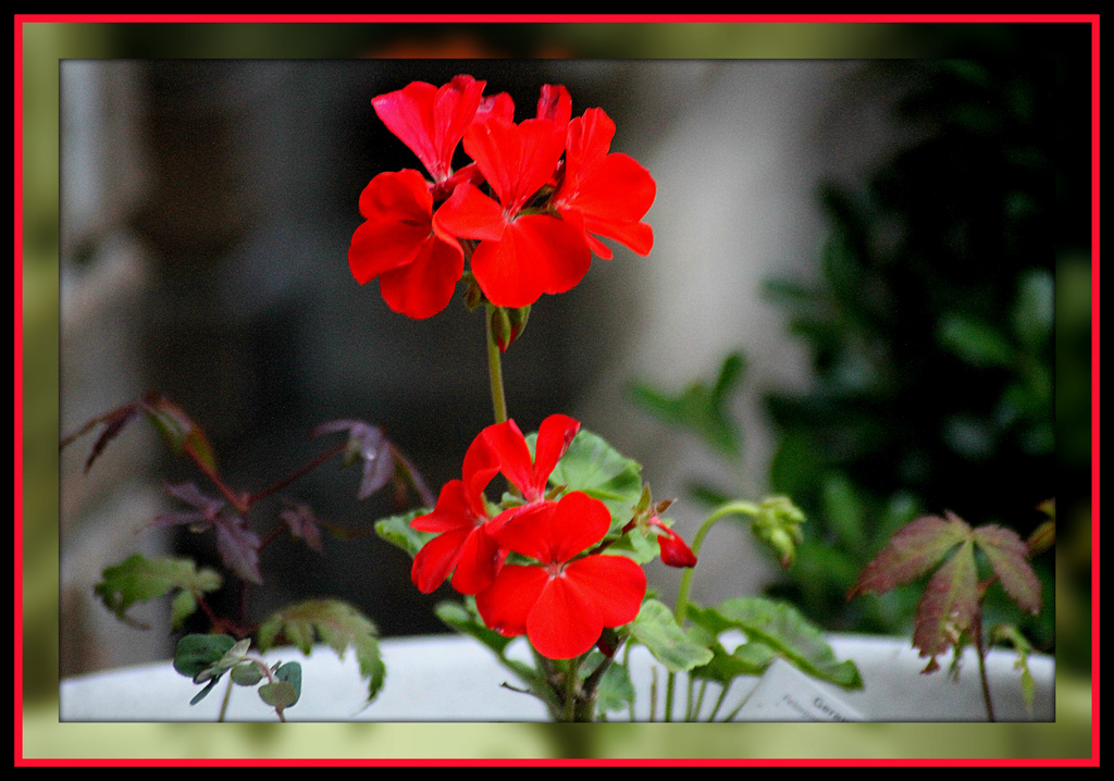 Red geraniums to brighten the day by vernabeth