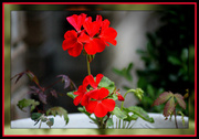 14th Jul 2014 - Red geraniums to brighten the day