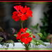 Red geraniums to brighten the day by vernabeth
