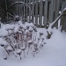 Winter garden by dora