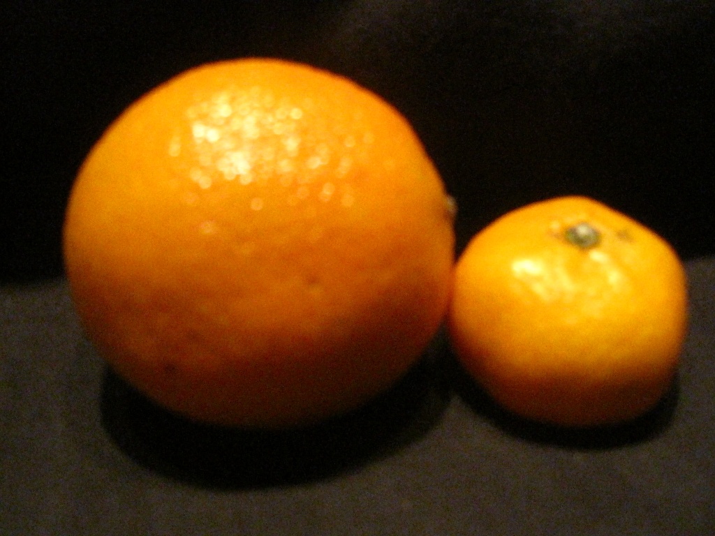 Small tangerine by dora