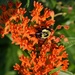 Bee and Butterfly Weed by cailts