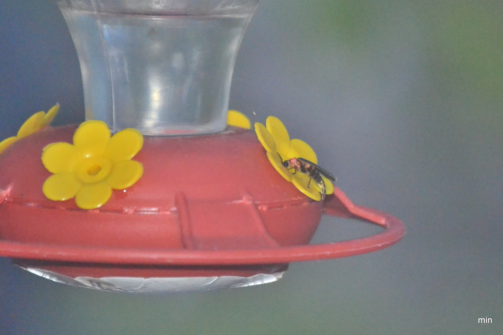 Hummingbird Fail by mhei