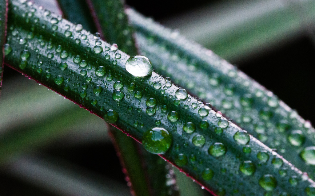 Macro Fun - Droplets on Leaves by stray_shooter