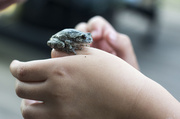 13th Jul 2014 - A Frog in the Hand is Worth...