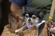 4th Jul 2014 - pup in a basket