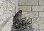 13th Jul 2014 - Bird's nest, cropped