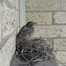 Bird's nest, cropped by kchuk
