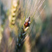 lensbaby ladybug by aecasey