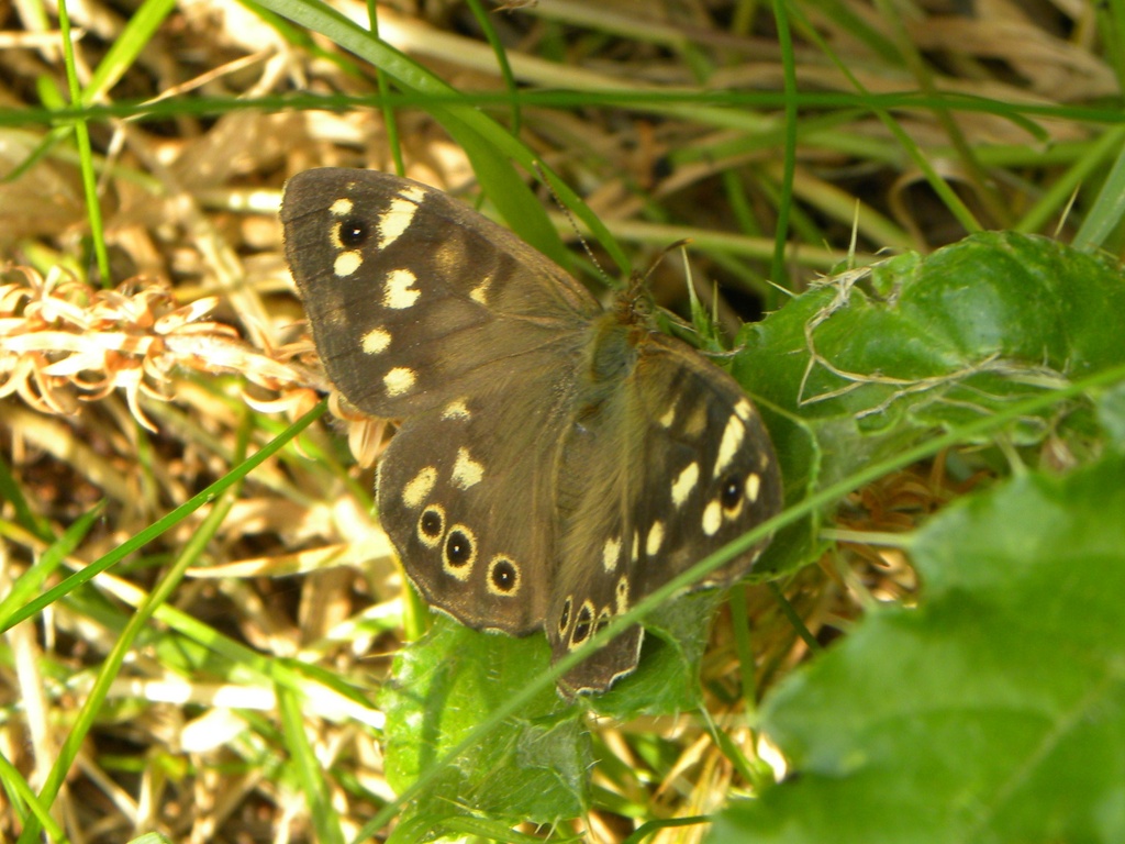 Speckled Wood by oldjosh