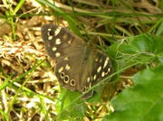 11th Jul 2014 - Speckled Wood