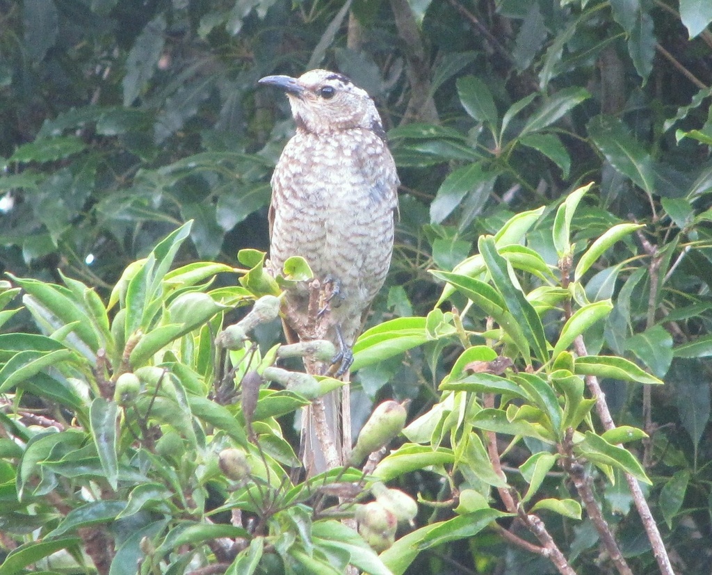 Beautiful Female Regent Bower Bird. by happysnaps