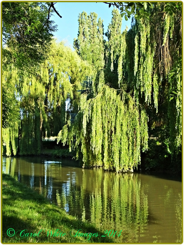 Weeping Willows by carolmw