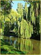 14th Jul 2014 - Weeping Willows