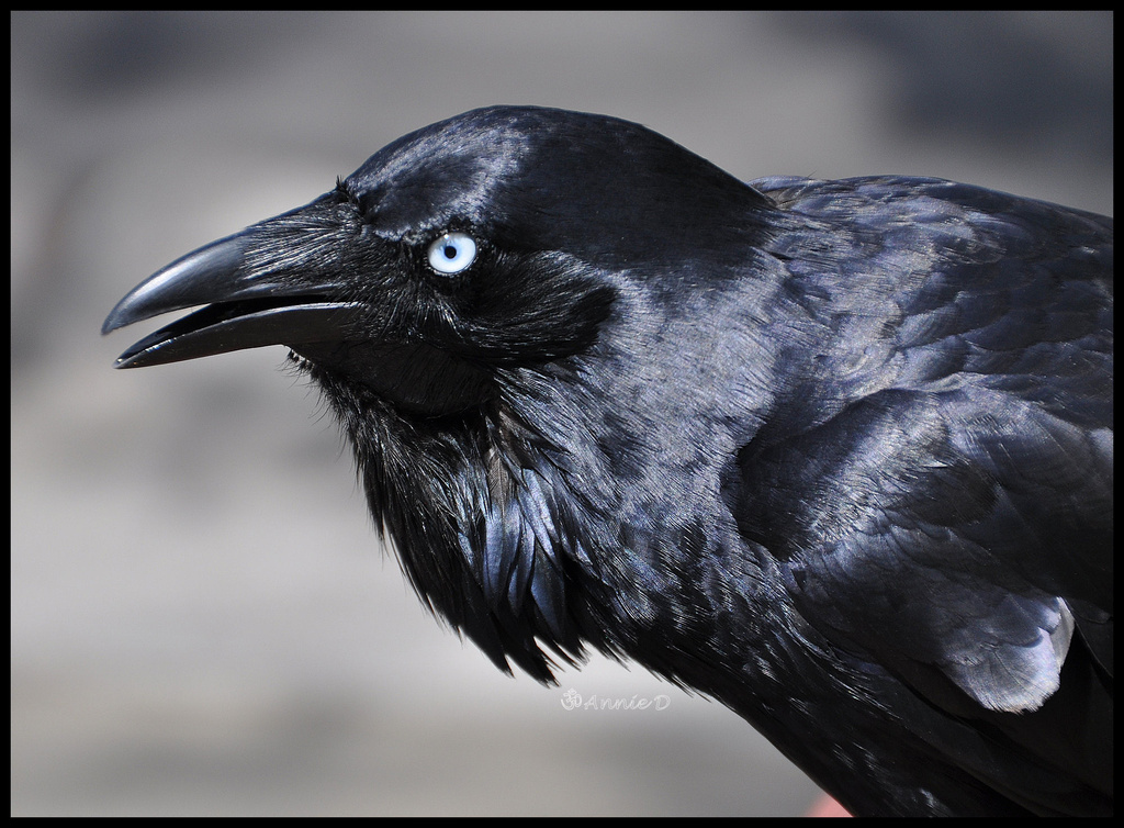 Australian Raven by annied