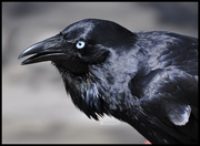 12th Apr 2014 - Australian Raven