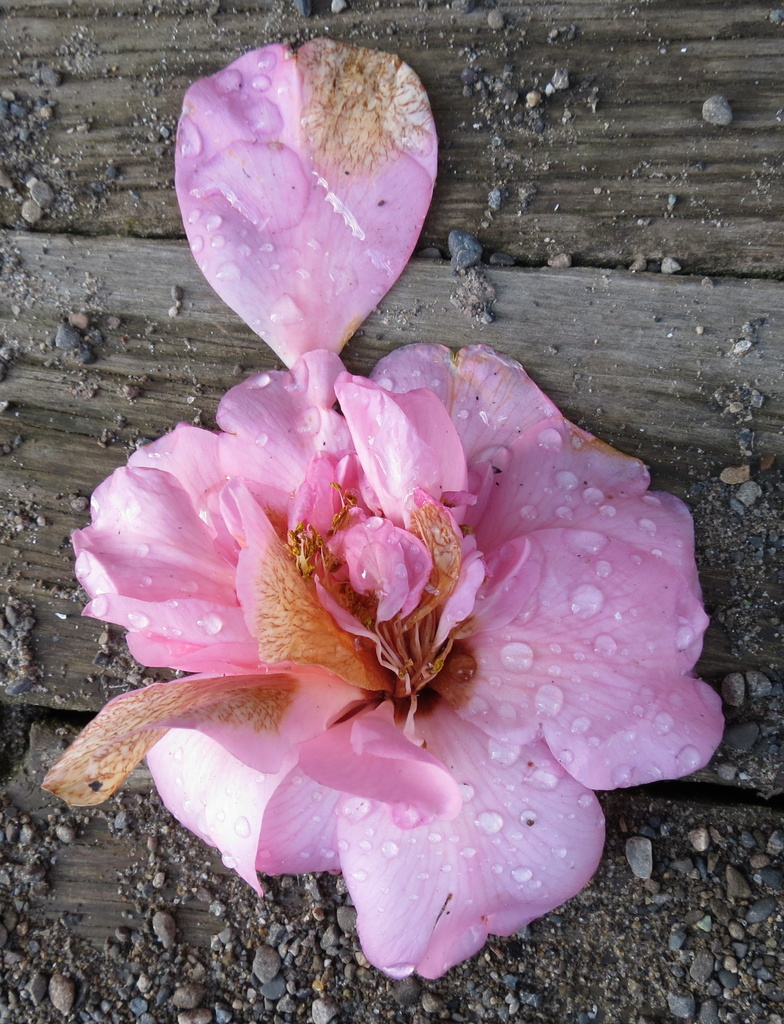 Camellia 'Mary Phoebe Taylor' by kiwiflora