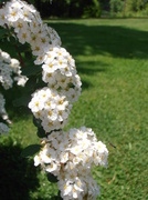 1st Jun 2014 - Flower Bush