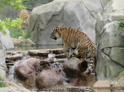 3rd Jul 2014 - Tiger by water