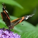 Butterfly  by parisouailleurs