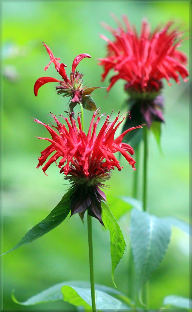 Bee Balm by paintdipper