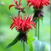 Bee Balm by paintdipper