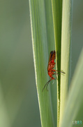 14th Jul 2014 - Common Red Soldier Beetle