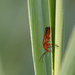 Common Red Soldier Beetle by leonbuys83