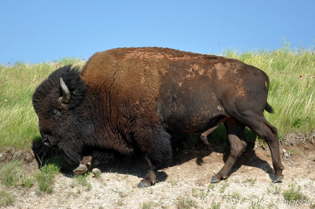 Bison by stownsend