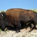 Bison by stownsend