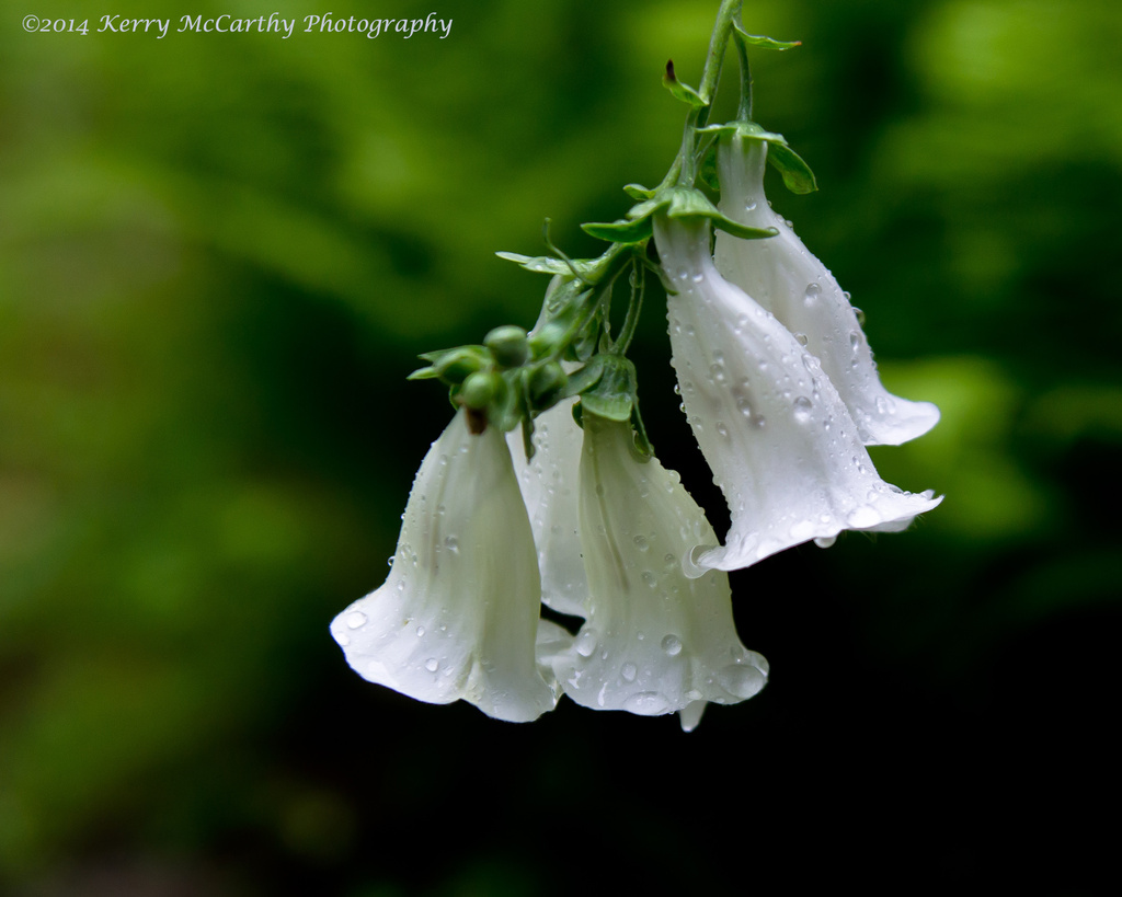 Between showers by mccarth1