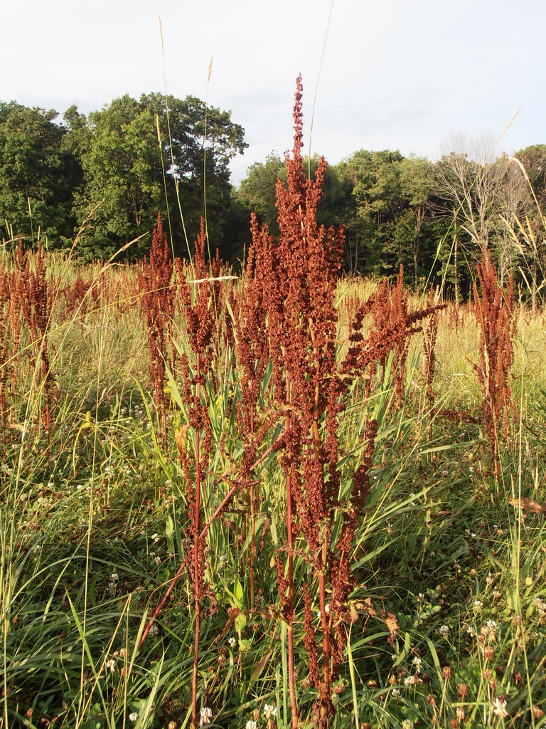 Multi-Colored Grass by julie