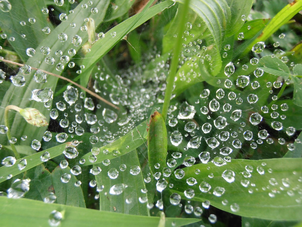 Water Droplets on a Spider Web by julie