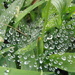 Water Droplets on a Spider Web by julie