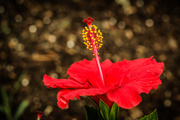 14th Jul 2014 - (Day 151) - Red Hibiscus