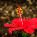 (Day 151) - Red Hibiscus by cjphoto