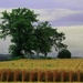 Field Of Grain by digitalrn