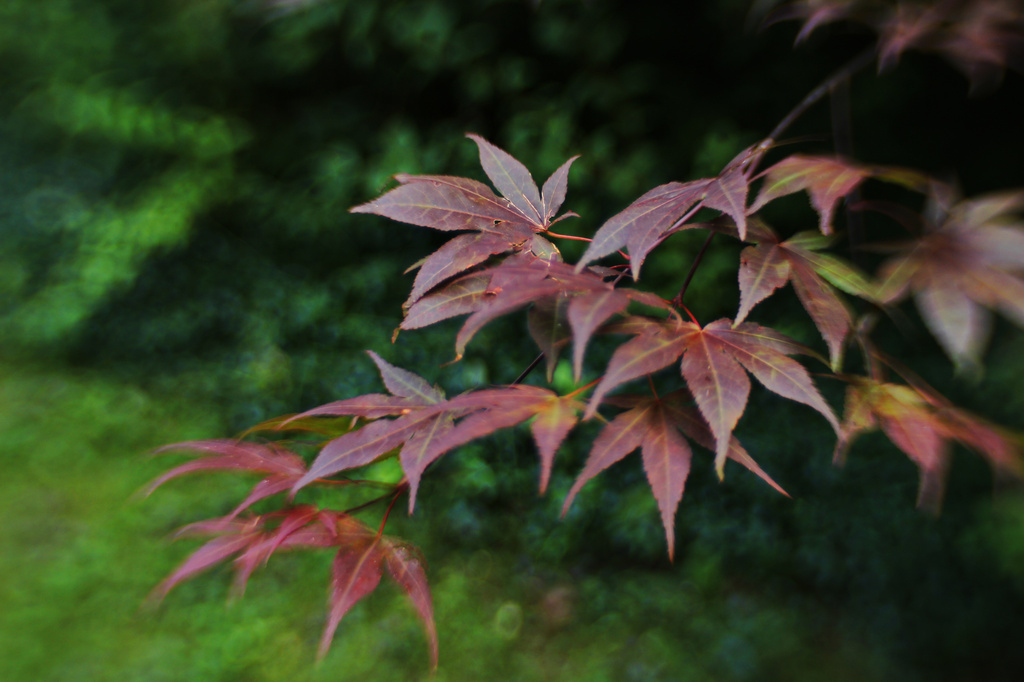 Japanese Maple  by mzzhope