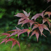 Japanese Maple  by mzzhope