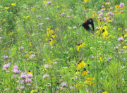 14th Jul 2014 - Red Winged Blackbird Wildflowers