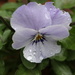 Rainy day pansy by nicolecampbell