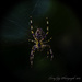 Garden Spider by tonygig