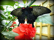 15th Jul 2014 - butterfly on flower