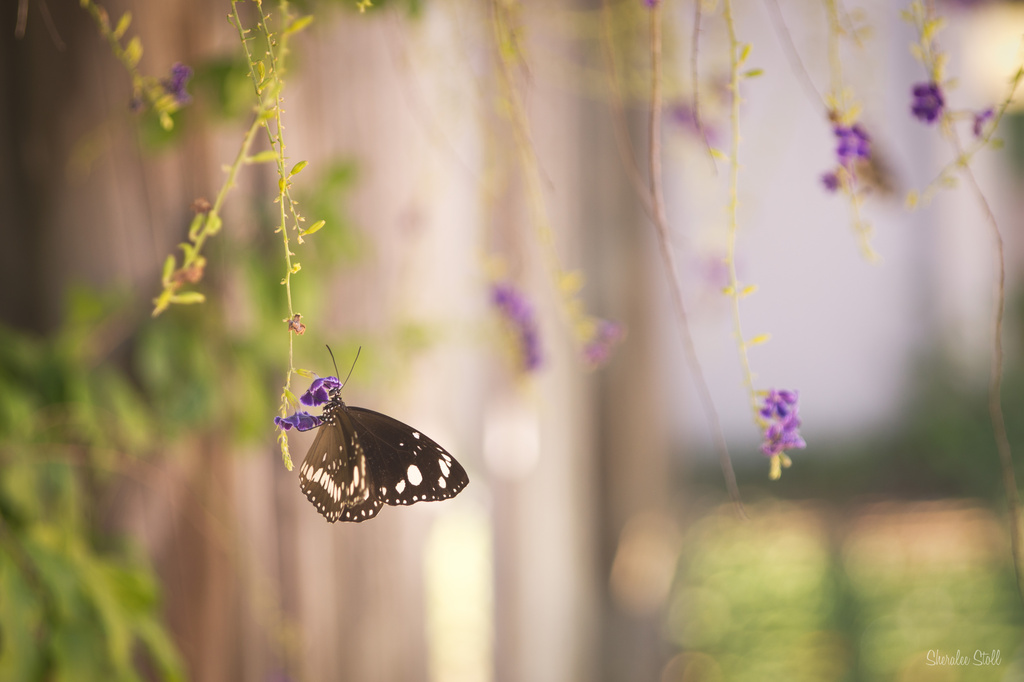 Soft focus butterfly by bella_ss