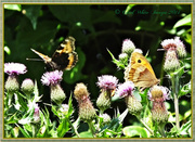 15th Jul 2014 - Small Tortoiseshell and Gatekeeper Butterflies