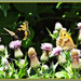 Small Tortoiseshell and Gatekeeper Butterflies by carolmw