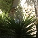 Yucca by chimfa